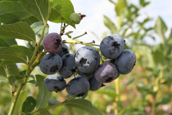 Myrtilles Bleuets Myrtilles Bleu Dessert Lubera