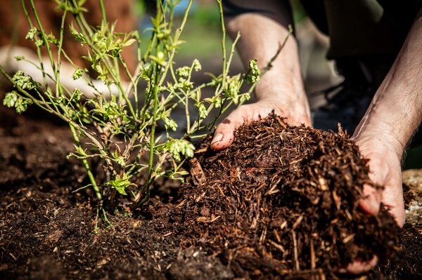 Myrtille, Vaccinium corymbosum, Pourquoi les myrtilles ont-elles besoin d'un sol acide ?