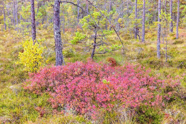 Pourquoi les myrtilles ont-elles besoin d'un sol acide, Vaccinium