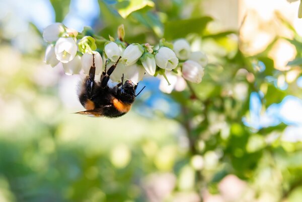 Myrtille, fleur, Vaccinium corymbosum