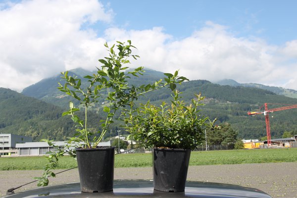 Cultiver des myrtilliers Port <i>Vaccinium Angustifolium</i> x <i>corymbosum</i> hybride vs myrtillier arbustif