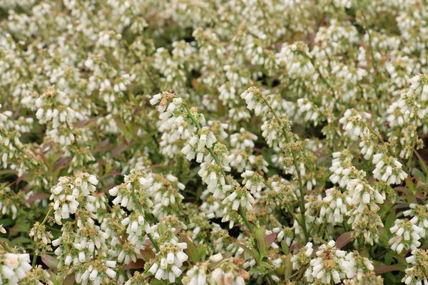 Vari&eacute;t&eacute;s de myrtilles Fleurs Lowberry Little Blue Wonder Lubera