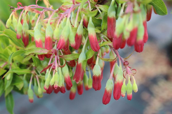 Vari&eacute;t&eacute;s de myrtilliers Fleur bleue goutte &agrave; goutte Lubera