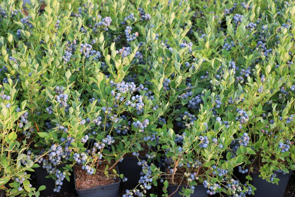 Vari&eacute;t&eacute;s de myrtilliers Bluesbrothers Lubera