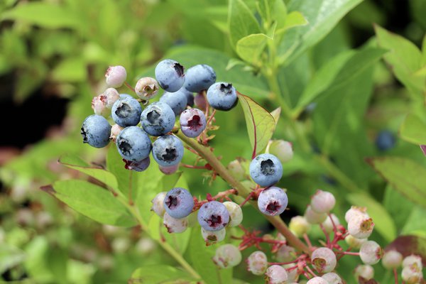 Vari&eacute;t&eacute;s de myrtilles Blueberry Rubel Lubera