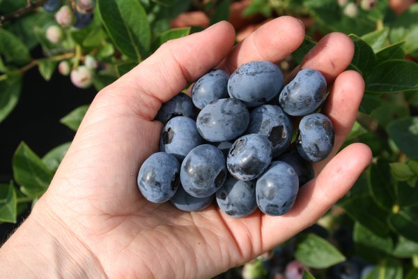 Vari&eacute;t&eacute;s de myrtilles Myrtilles Blueroma Lubera