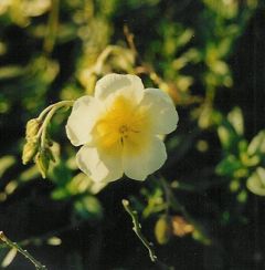 Helianthemum x cultorum 'Elfenbeinglanz'