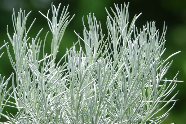 Helichrysum angustifolium 'Kari', Currykraut