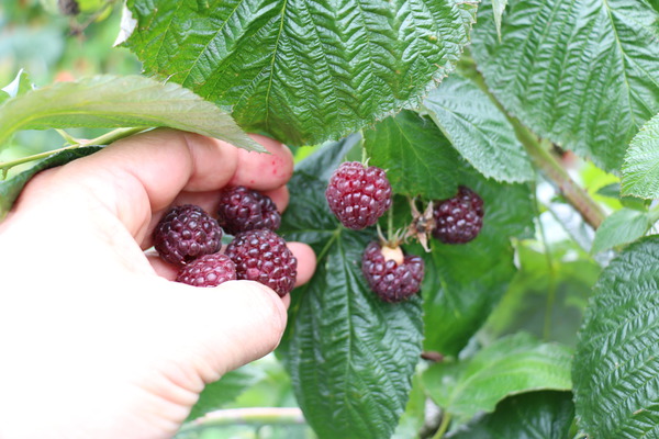 Framboisiers sains Autumn Passion Malling Passion Lubera