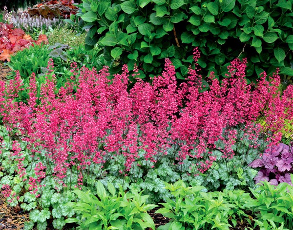 Heuchera micrantha 'Paris'