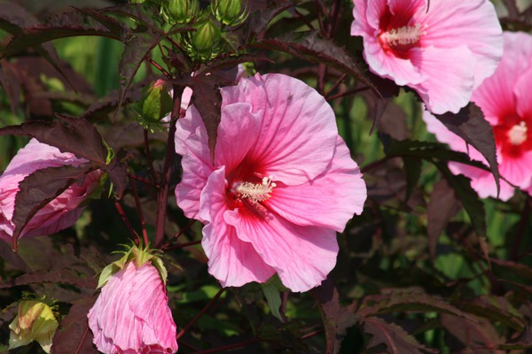 Hibiscus moscheutos