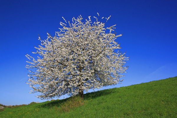Fruitier ne fructifie pas, fruitier en fleur
