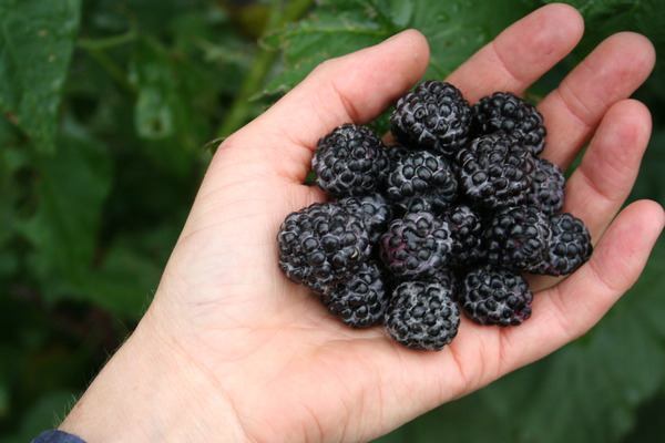 Framboisiers sains Black Jewel Lubera