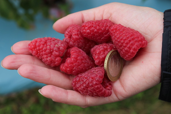 Fruits dans une main avec une pi&egrave;ce, cueillir des framboises