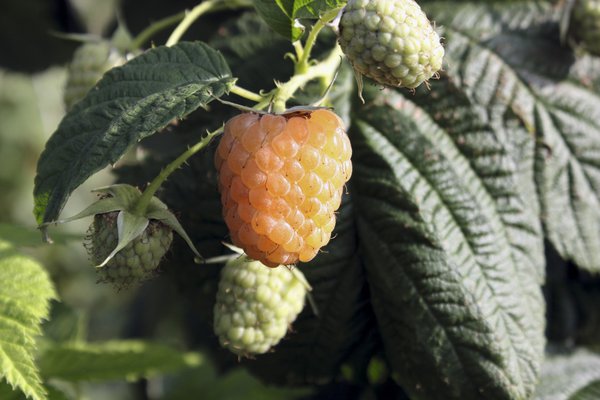 Yellow Sugana bif&egrave;re, cueillir des framboises