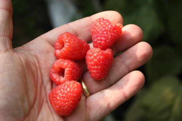 Sugana bif&egrave;re, cueillette de framboises