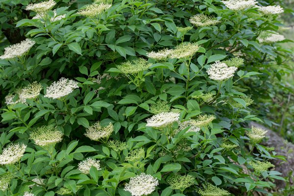 Planter un sureau
