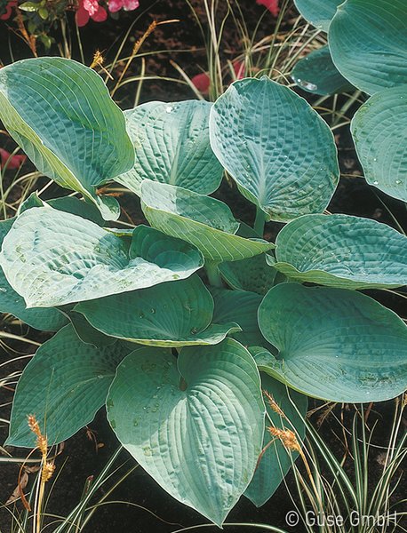 Hostas en pot, Hosta sieboldiana Big Daddy, grand Hosta bleu, Lubera