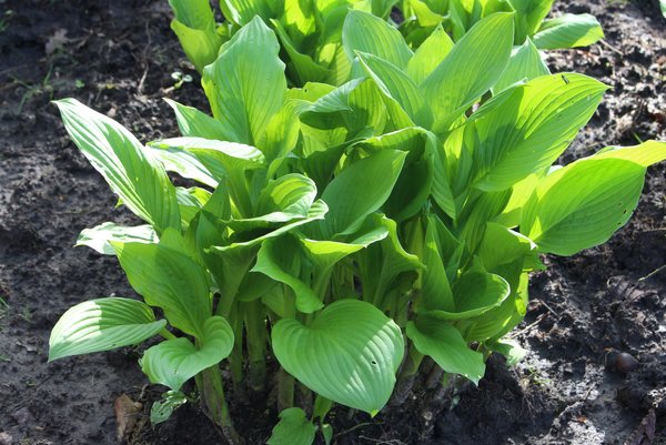 Hostas sans limaces, ni escargots