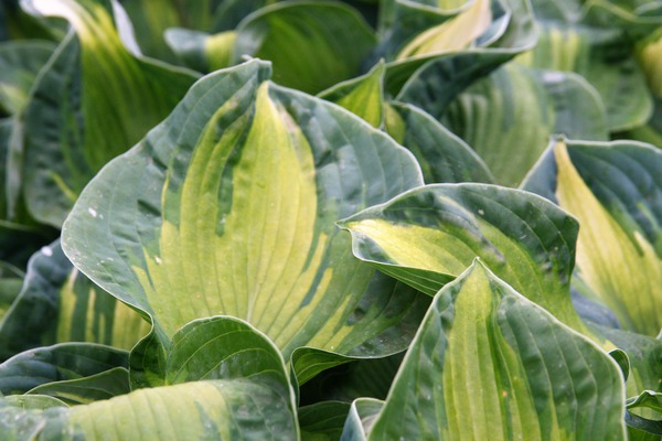 Hostas en pot, Hosta sieboldiana Golden Meadow, Lubera