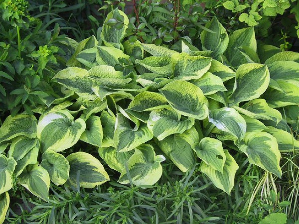 Hostas en pot, Hosta sieboldiana Wide Brim, Lubera