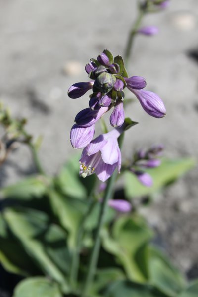 Hostas en pot, Hosta tokudama Blue Cadet, Lubera