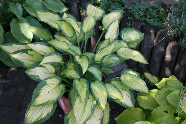 Hostas en pot, Hosta x cultorum Pauls Glory, Lubera