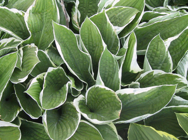 hostas