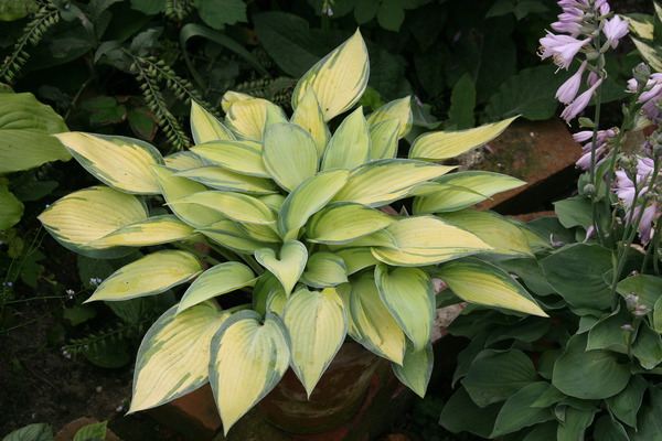Hostas sans limaces, Hosta x tardiana June