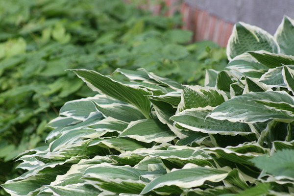 Hostas en pot, Hosta undulata Albomarginata, Lubera