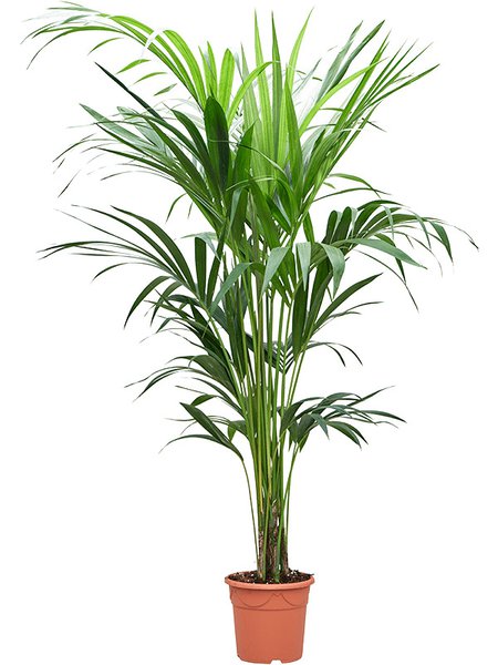 Howea forsteriana, Busch extra 4/5pp, im 20cm Topf, H�he 150cm, Breite 70cm