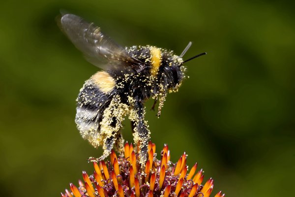 Les bourdons sont de fantastiques pollinisateurs