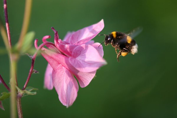 Bourdon en recherche de nourriture dans la nature