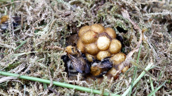 Le nid de bourdons