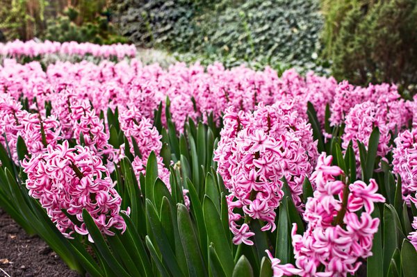 Planter des jacinthes fan&eacute;es &agrave; l&rsquo;ext&eacute;rieur.