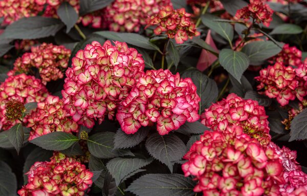 Hydrangea macrophylla 'Eclipse', hortensia, arbustes &agrave; fleurs
