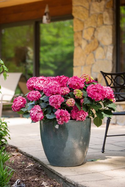 Hortensie Endless Summer� 'SummerLove' pinkrot