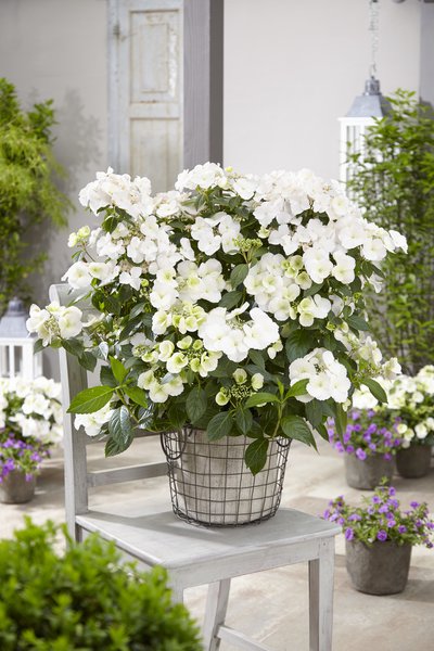 Girlanden-Hortensie Runaway Bride� 'Snow White'