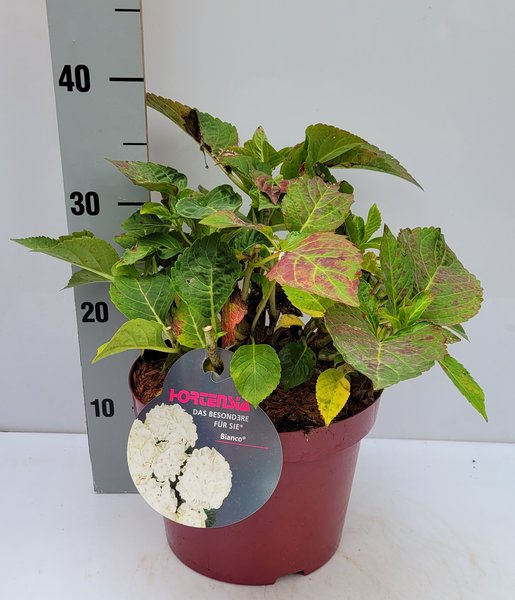 Hortensie, Ballhortensie 'Bianco'� weiss