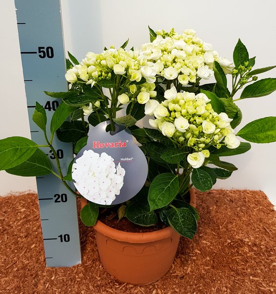 Hortensie, Ballhortensie Hovaria� 'Holibel'�
