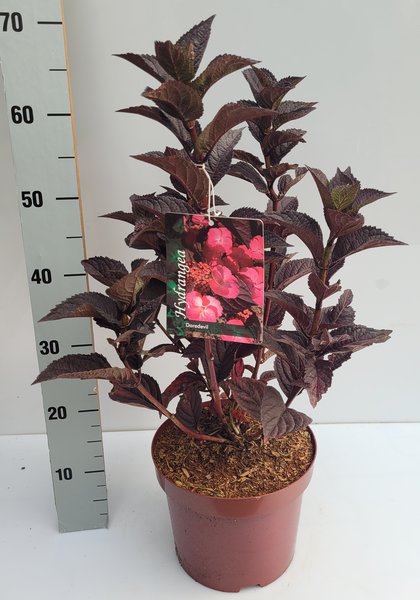 Hortensie, Japanische Berghortensie, Tellerhortensie ‘Daredevil�