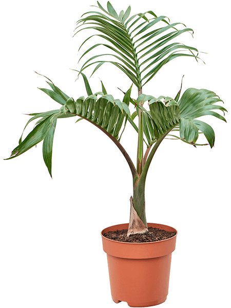 Hyophorbe lagenicaulis, Stamm, im 27cm Topf, H�he 100cm, Breite 65cm