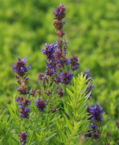 Hyssopus officinalis ssp. aristatus