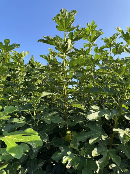 Figuier, Ficus carica, &eacute;t&eacute;, tailler un figuier