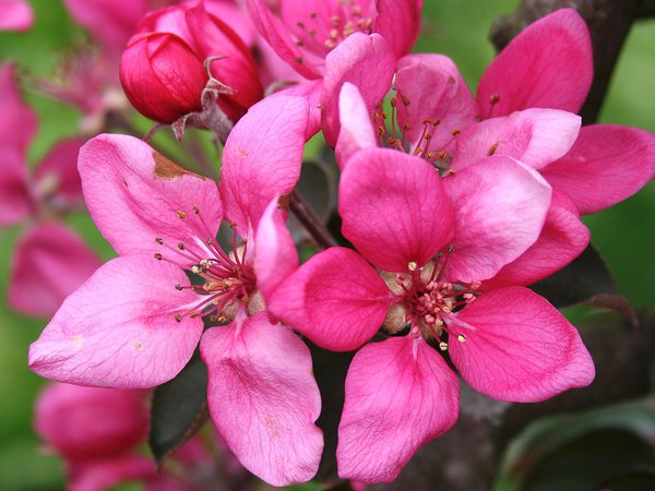 Redlove Calypso, Plantes rustiques