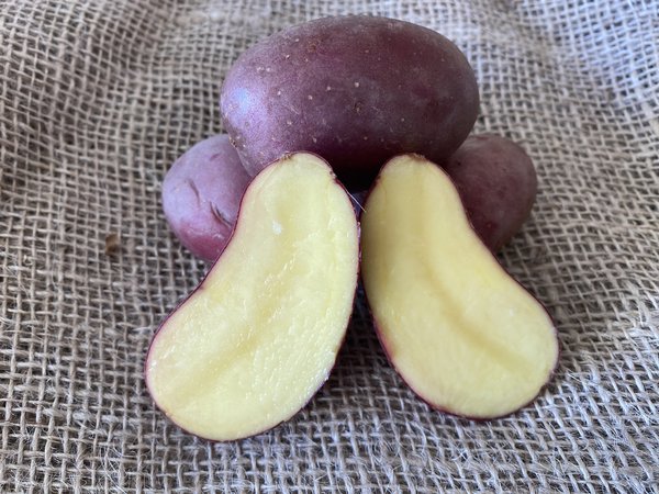 Pomme de terre Dunastar, coup&eacute;e, planter des pommes de terre en pot