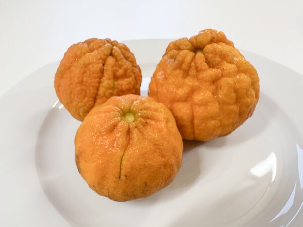 Mandarinier Sanford, Sanford curafora, Citrus, Fruit