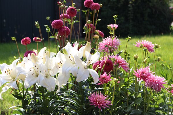 Dahlien kombinieren Gartenbuch-Beitrag, Dahlia 'Burlesca', Lilium 'Casa Blanca', Dahlie 'Park Princess'