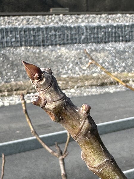 Figuier, Ficus carica, Tailler un figuier en hiver