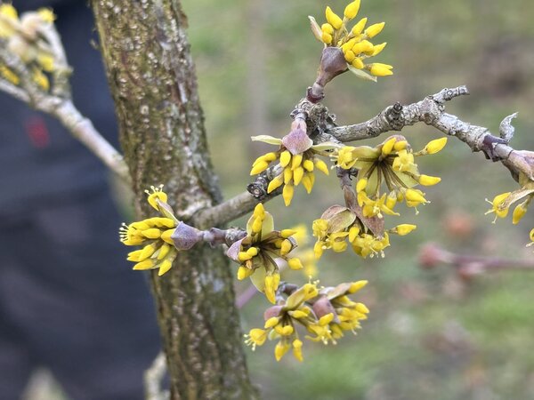 Kornelkische, Cornus mas Mikala, Bl&uuml;ten